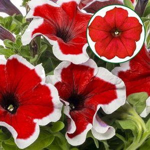 Afbeelding van Petunia P12 Red picotee